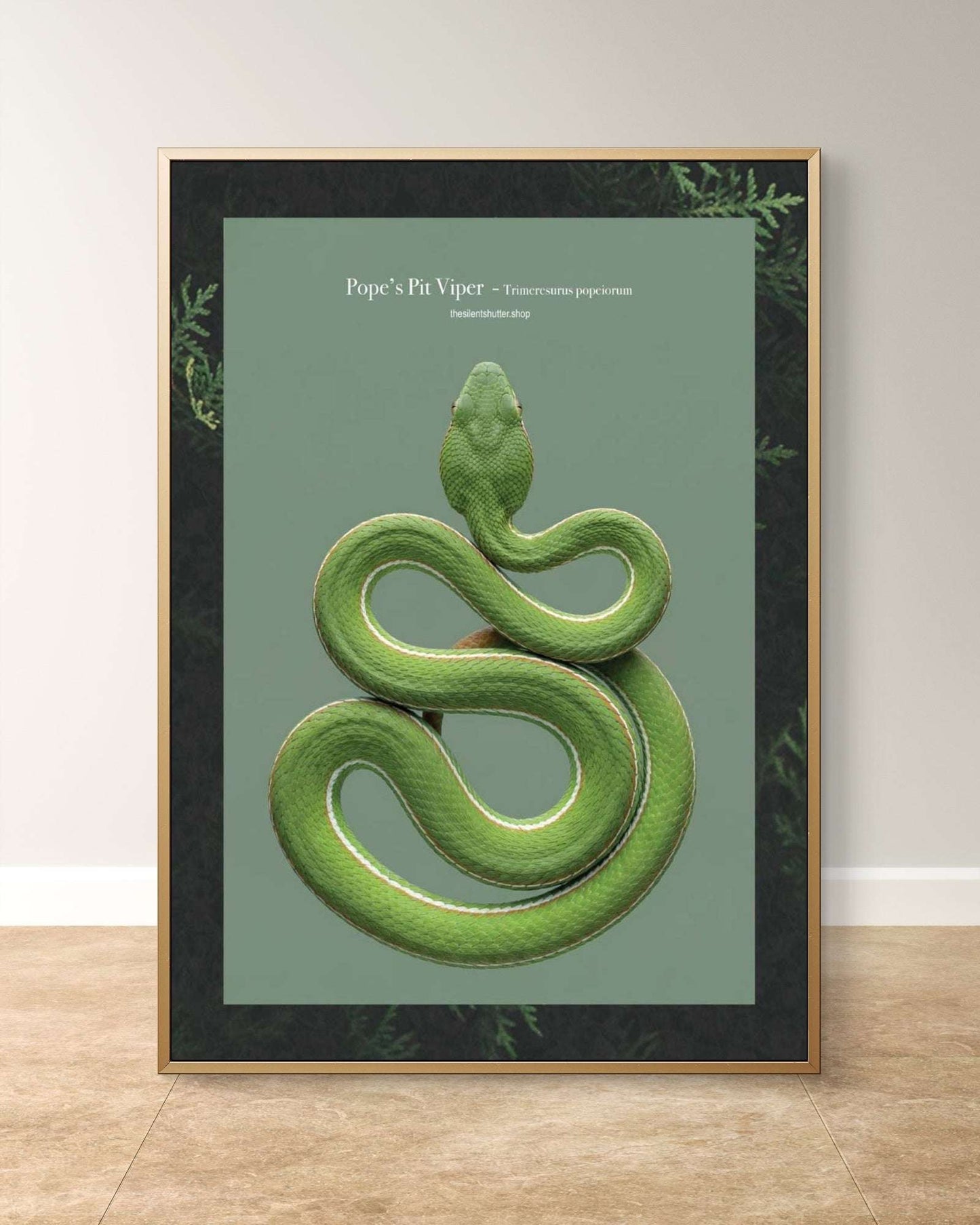 Pope’s Pit Viper - Trimeresurus popeiorum