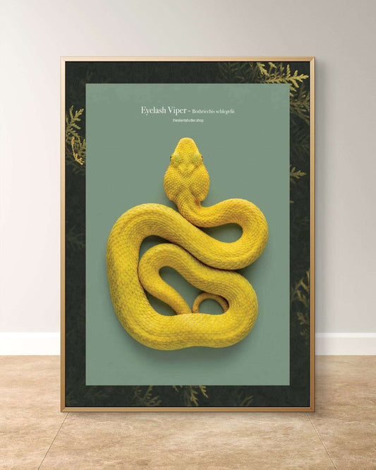 Eyelash Viper - Bothriechis schlegelii