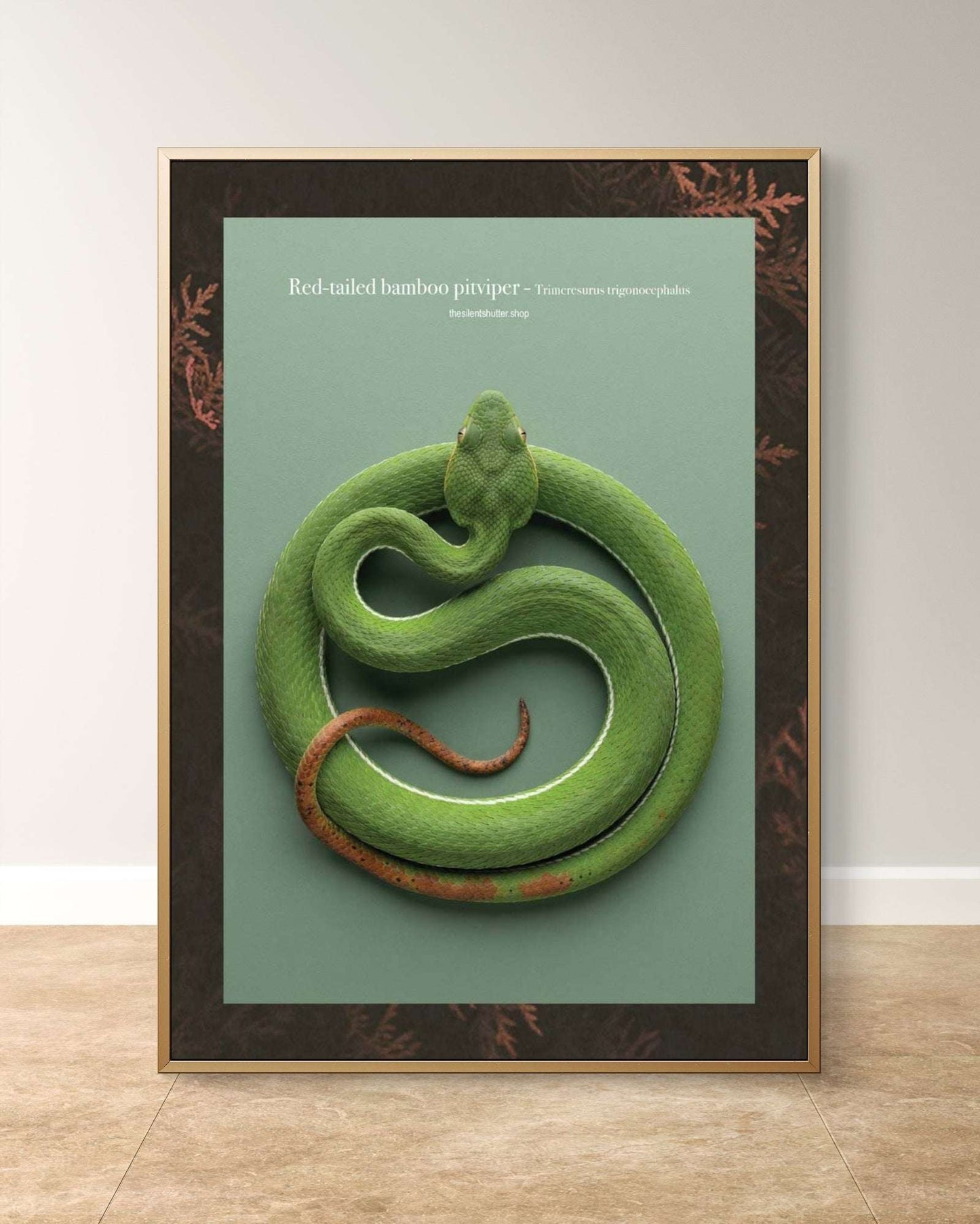 Red-tailed bamboo pitviper - Trimeresurus trigonocephalus