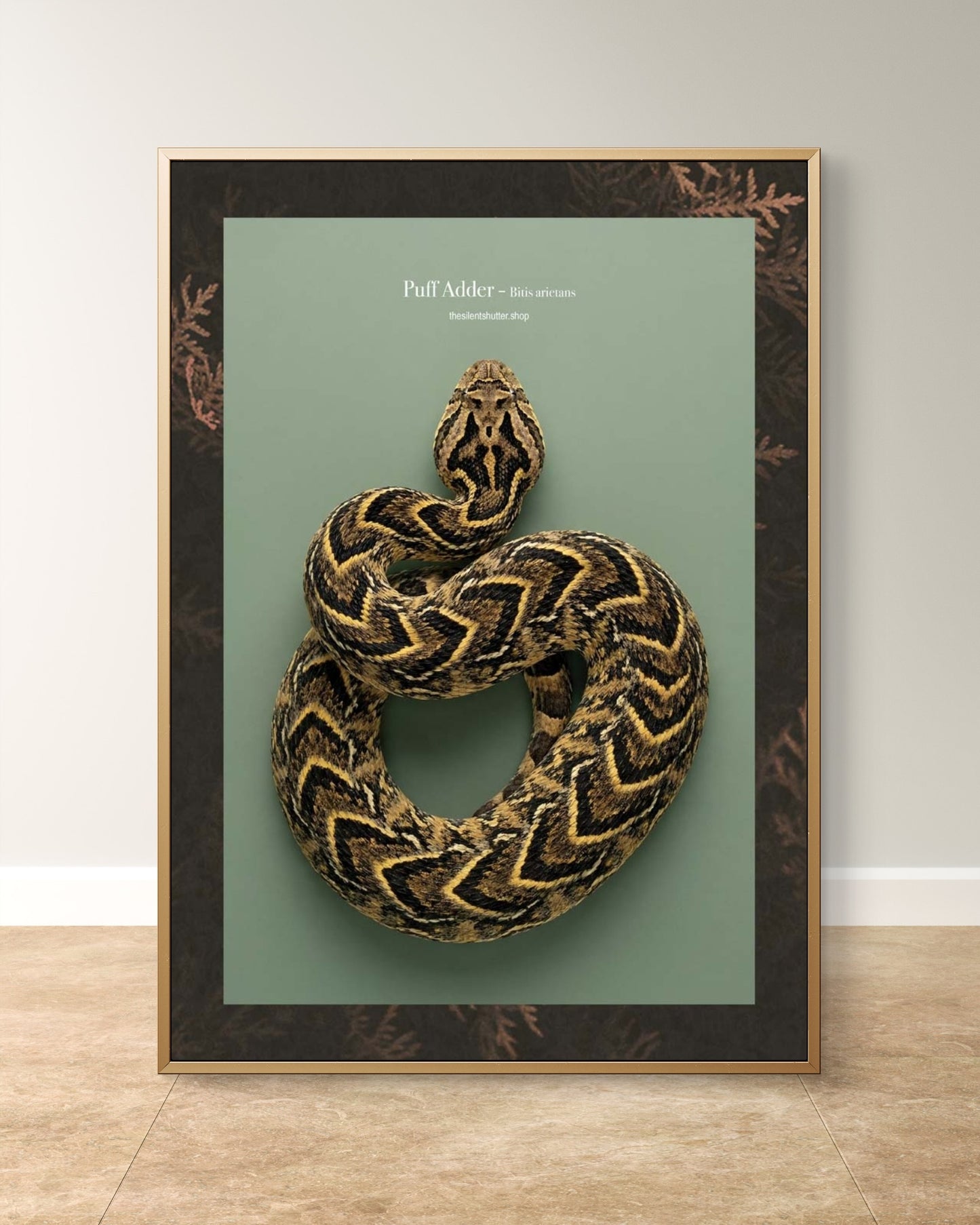 Puff Adder - Bitis arietans