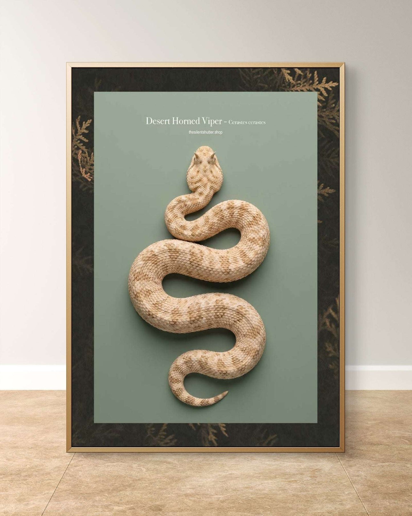 Desert Horned Viper - Cerastes cerastes