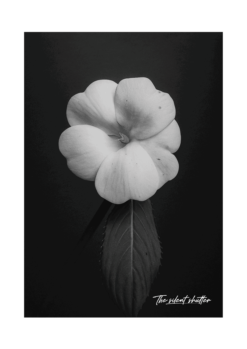 White Impatiens - The Silent Shutter