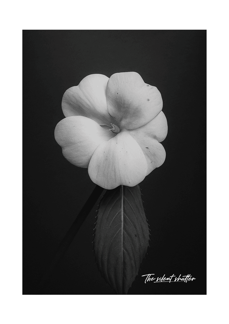 White Impatiens - The Silent Shutter