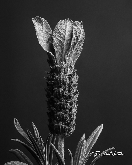Nephthytis