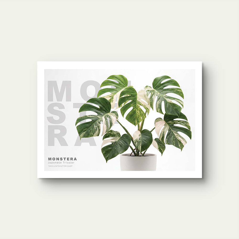 Variegated Jungle Collection