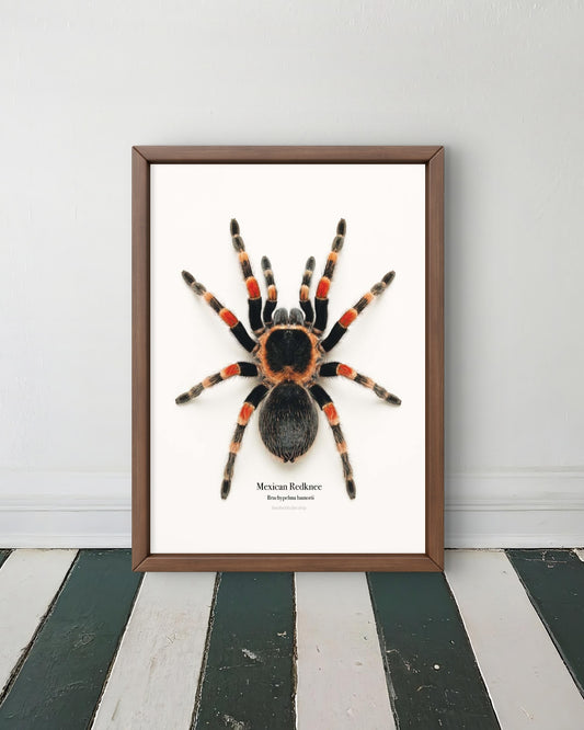 Mexican Redknee Brachypelma hamorii