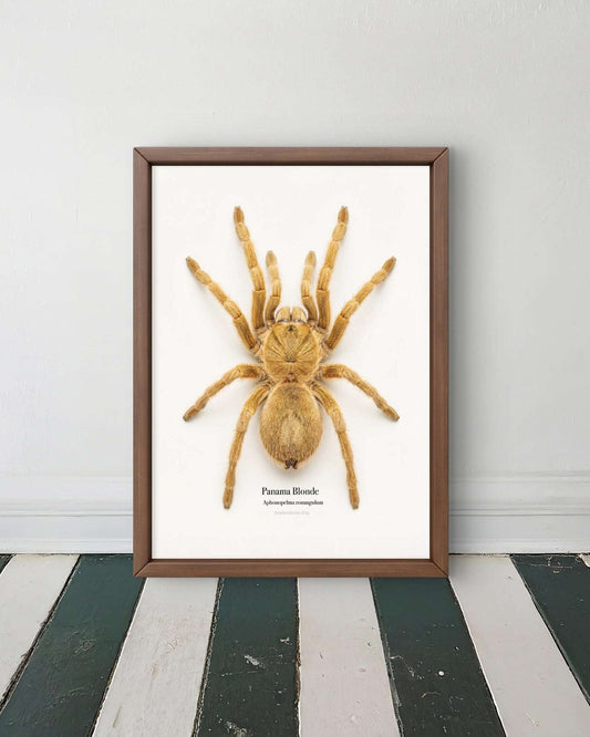 Panama Blonde Aphonopelma zonangulum