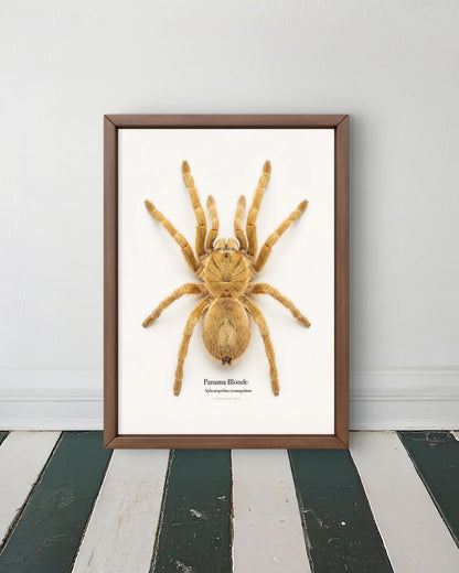 Panama Blonde Aphonopelma zonangulum