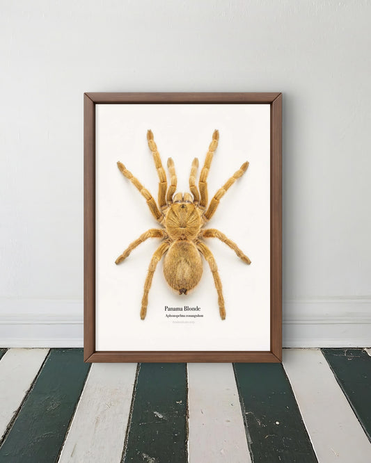 Panama Blonde Aphonopelma zonangulum