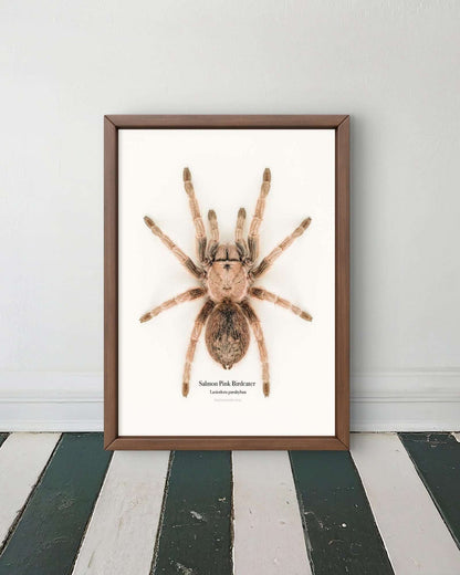 Salmon Pink Birdeater Lasiodora parahyban