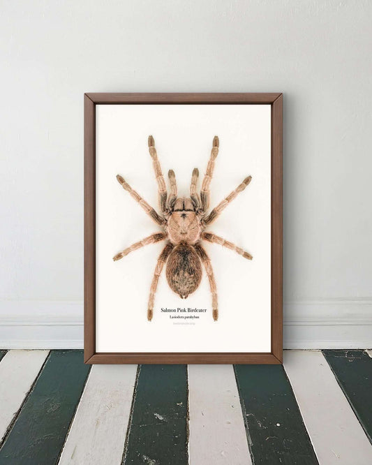 Salmon Pink Birdeater Lasiodora parahyban
