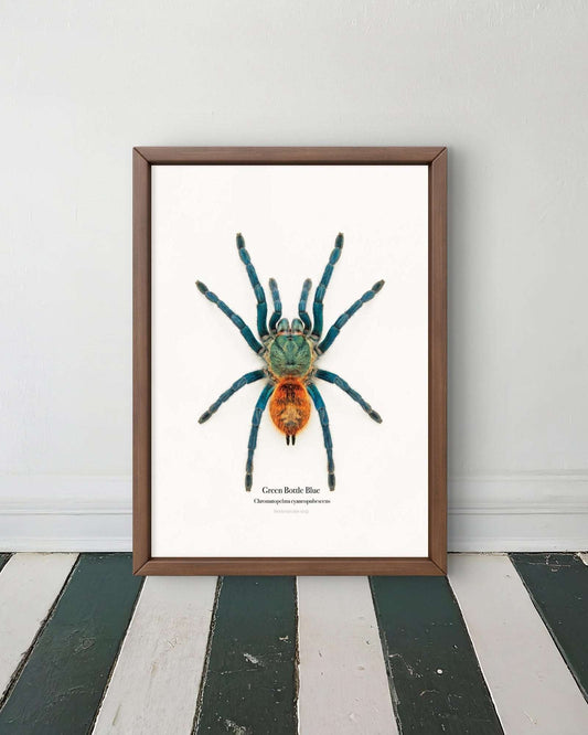 Green Bottle Blue Chromatopelma cyaneopubescens