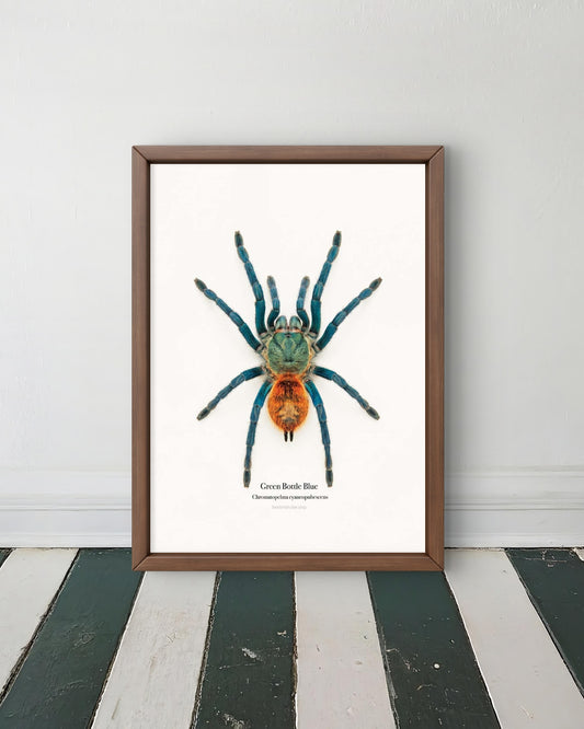 Green Bottle Blue Chromatopelma cyaneopubescens