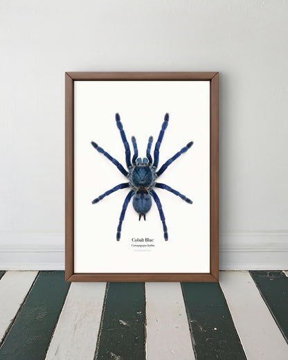 Cobalt Blue Cyriopagopus lividus
