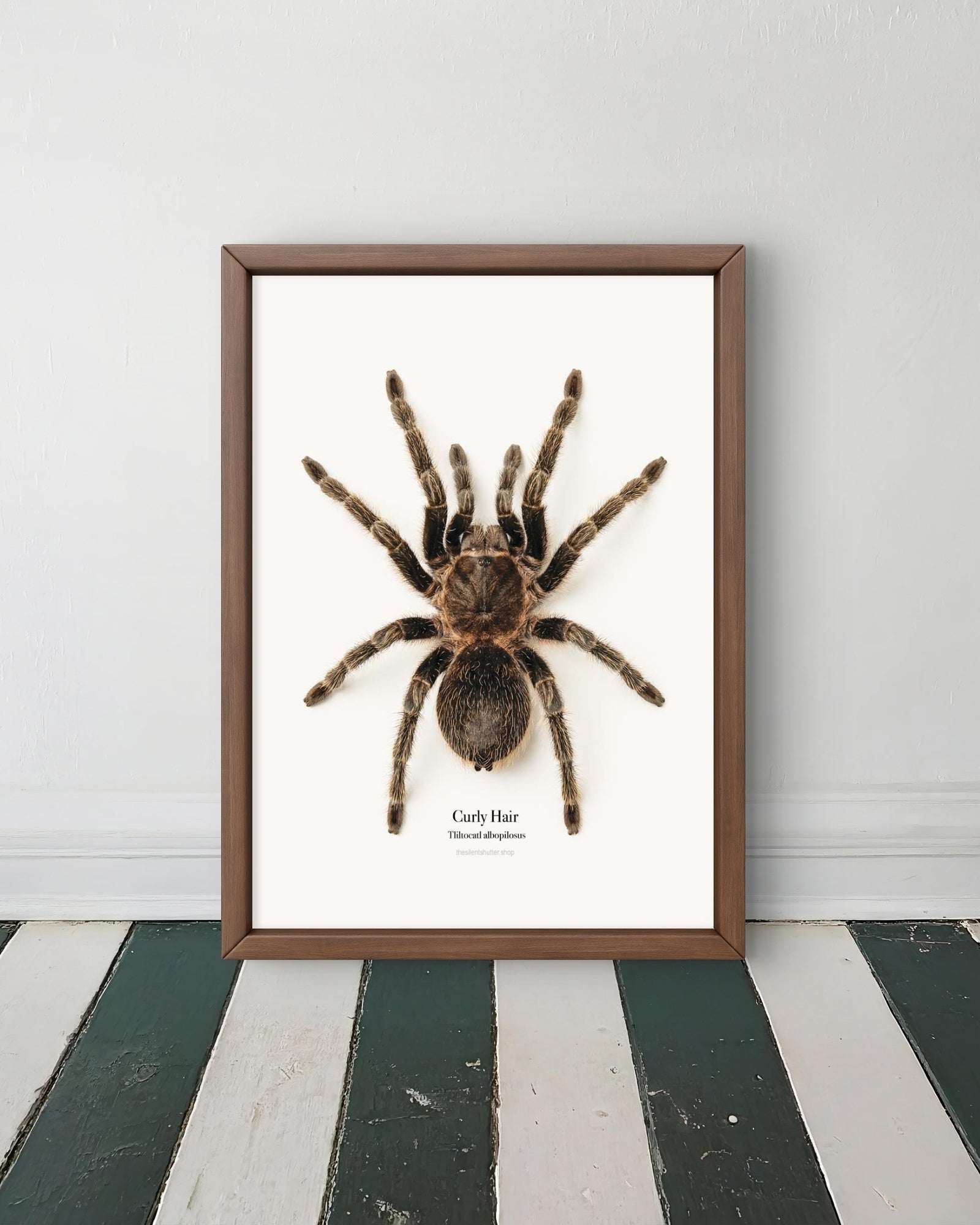 Curly Hair Tliltocatl albopilosus