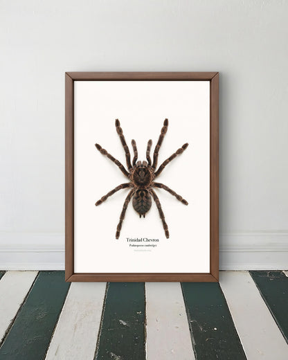 Trinidad Chevron Psalmopoeus cambridgei