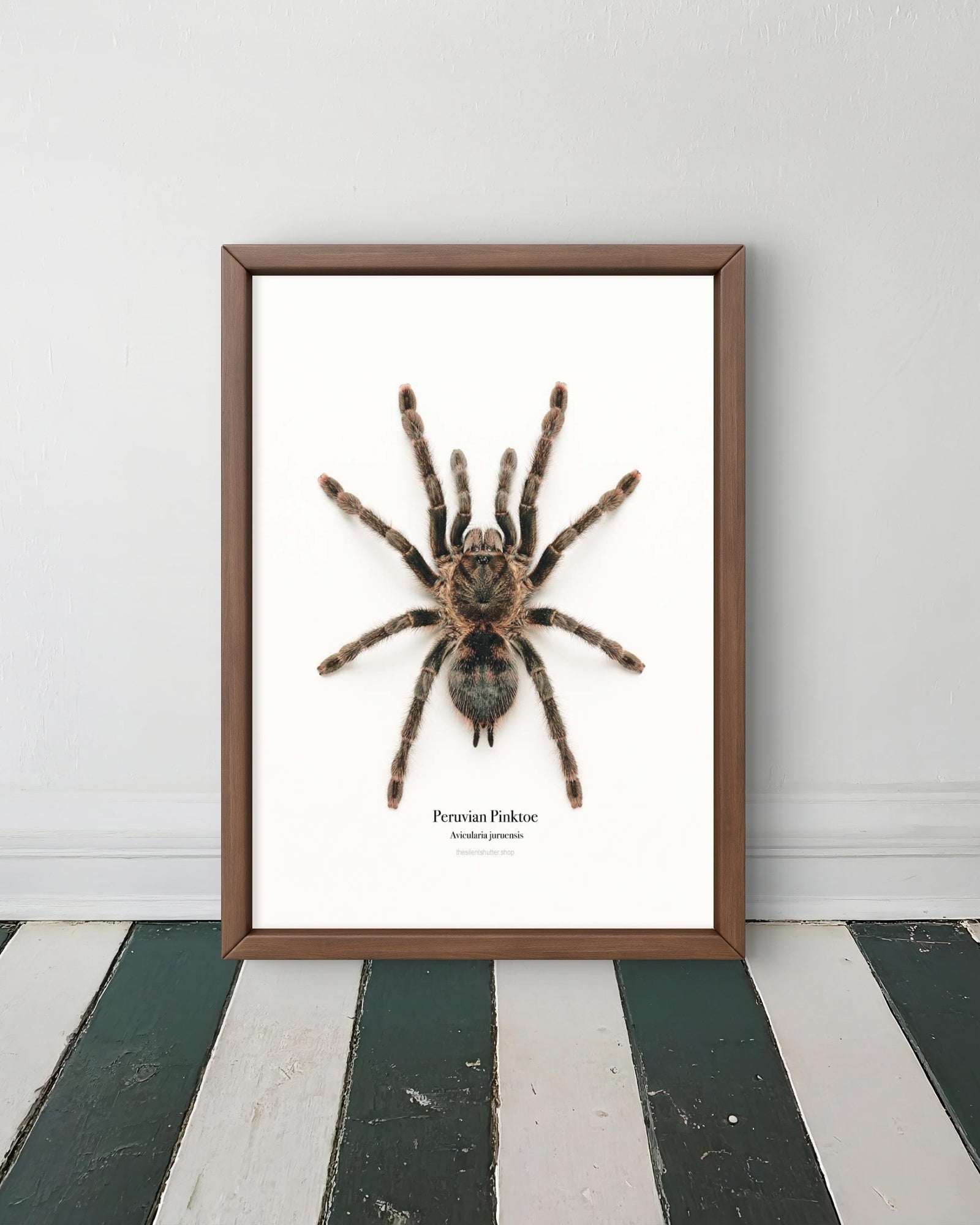 Peruvian Pinktoe Avicularia juruensis