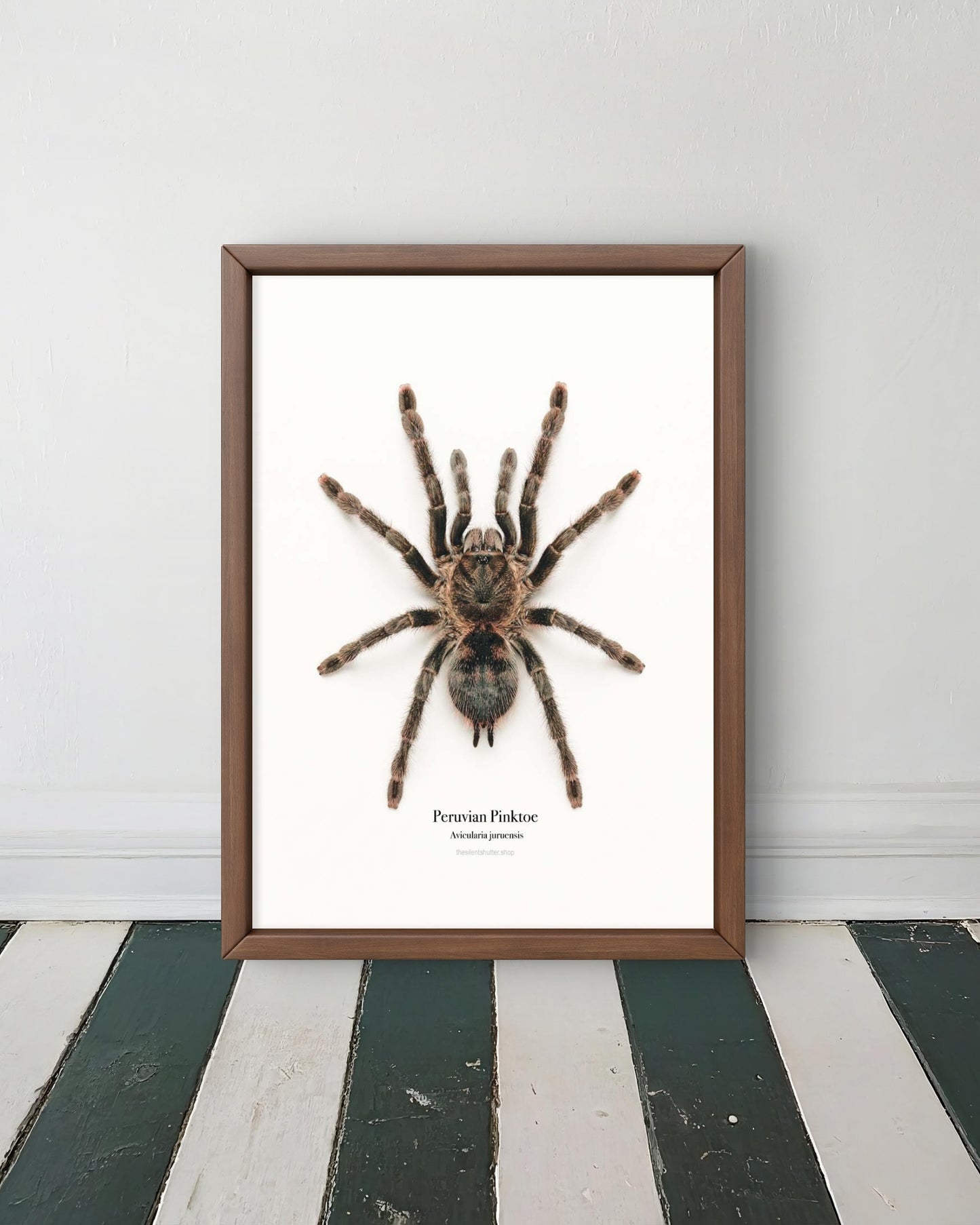 Peruvian Pinktoe Avicularia juruensis