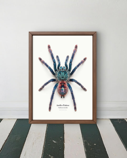 Antilles Pinktoe Caribena versicolor