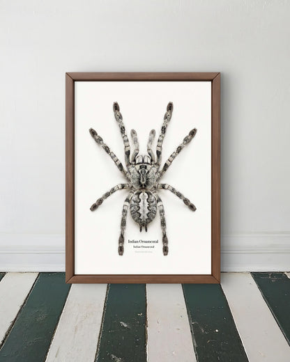 Indian Ornamental Poecilotheria regalis