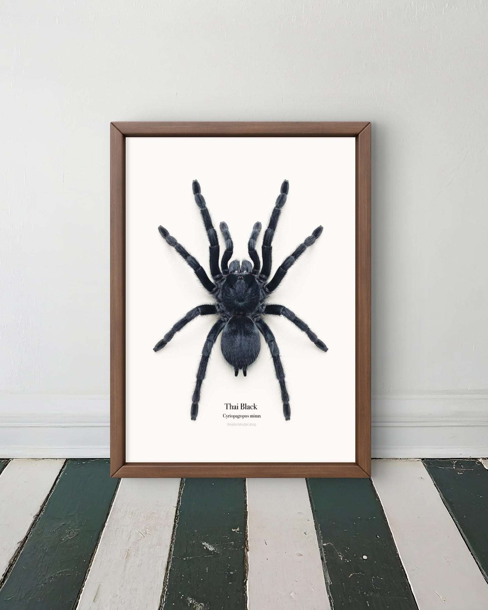 Thai Black Cyriopagopus minax