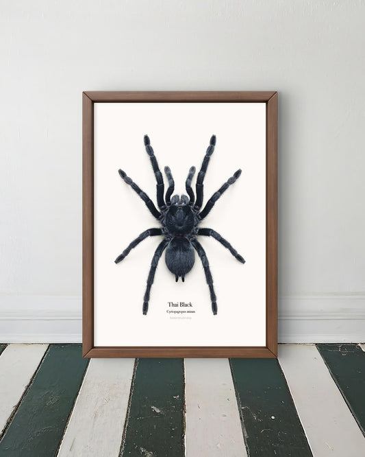 Thai Black Cyriopagopus minax