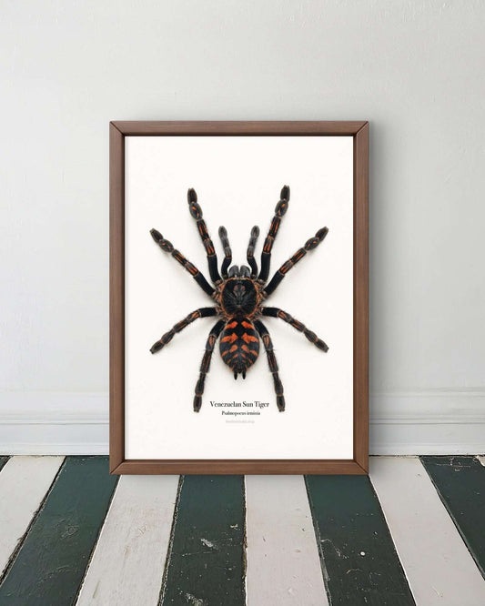 Venezuelan Sun Tiger Psalmopoeus irminia