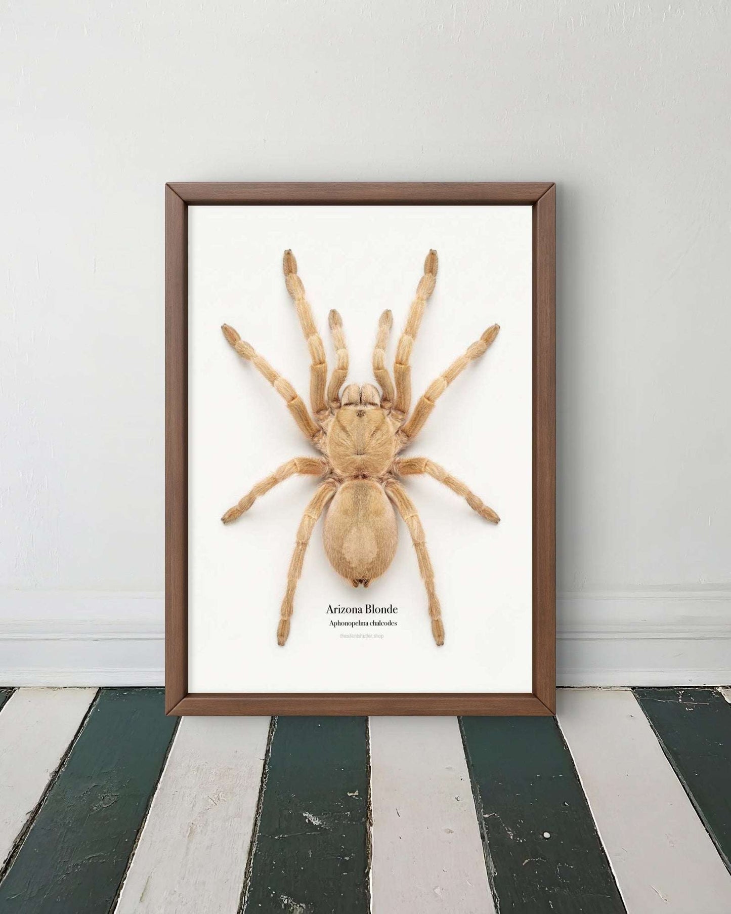 Arizona Blonde Aphonopelma chalcodes