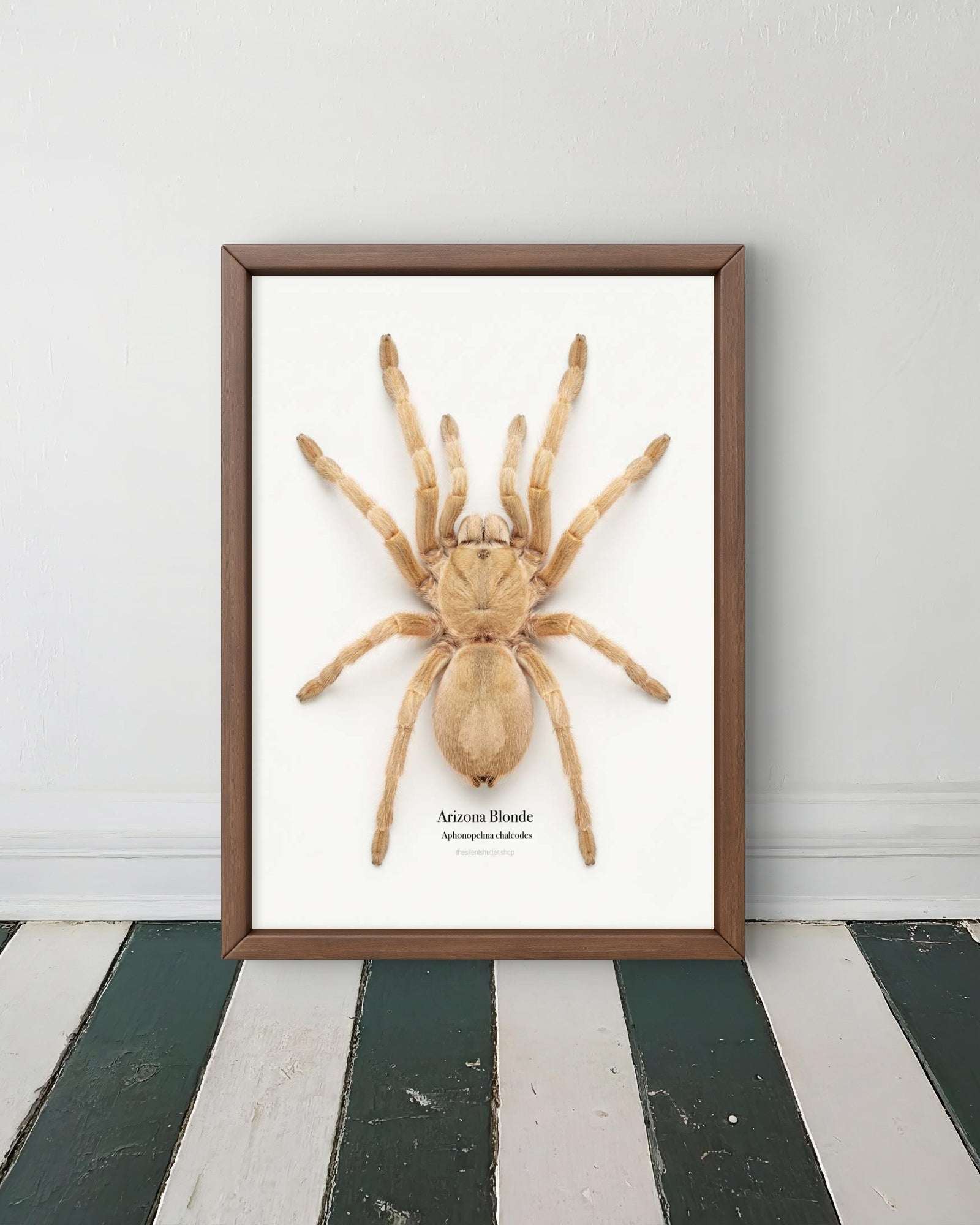Arizona Blonde Aphonopelma chalcodes