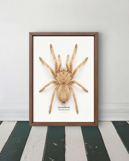 Arizona Blonde Aphonopelma chalcodes