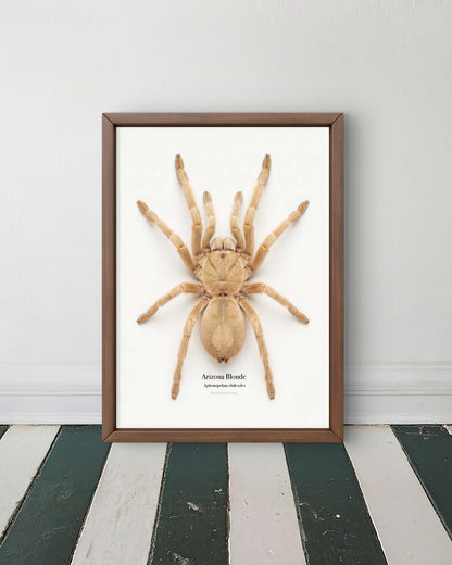 Arizona Blonde Aphonopelma chalcodes