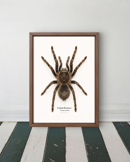 Goliath Birdeater Theraphosa blondi