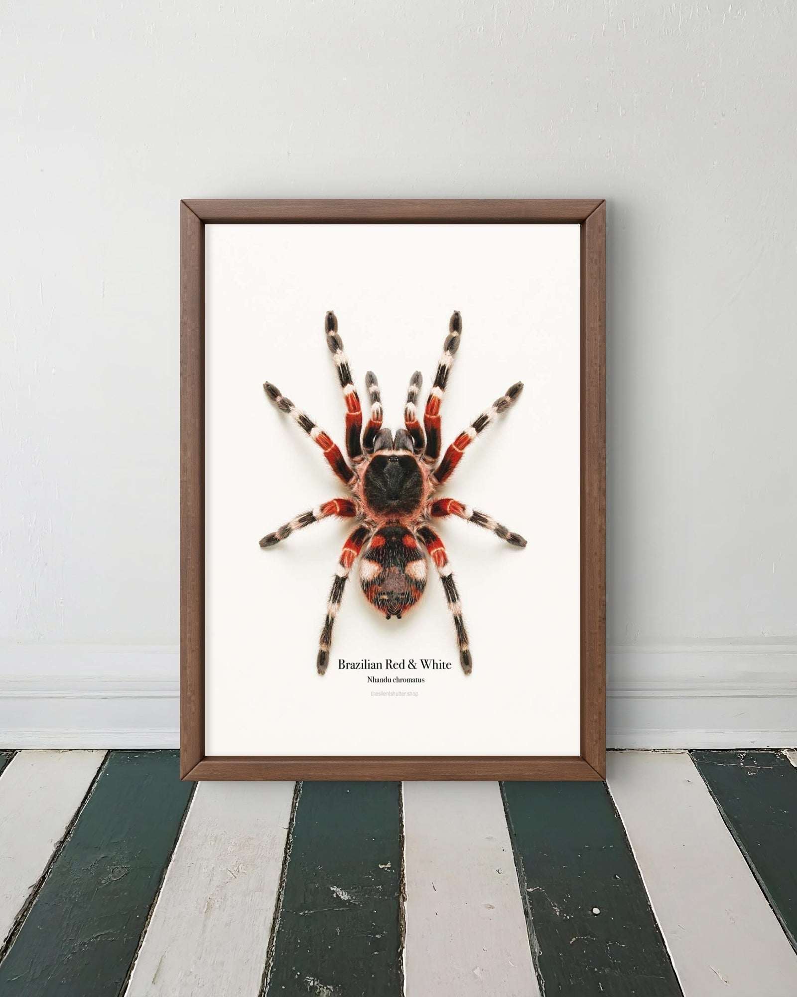 Brazilian Red & White Nhandu chromatus