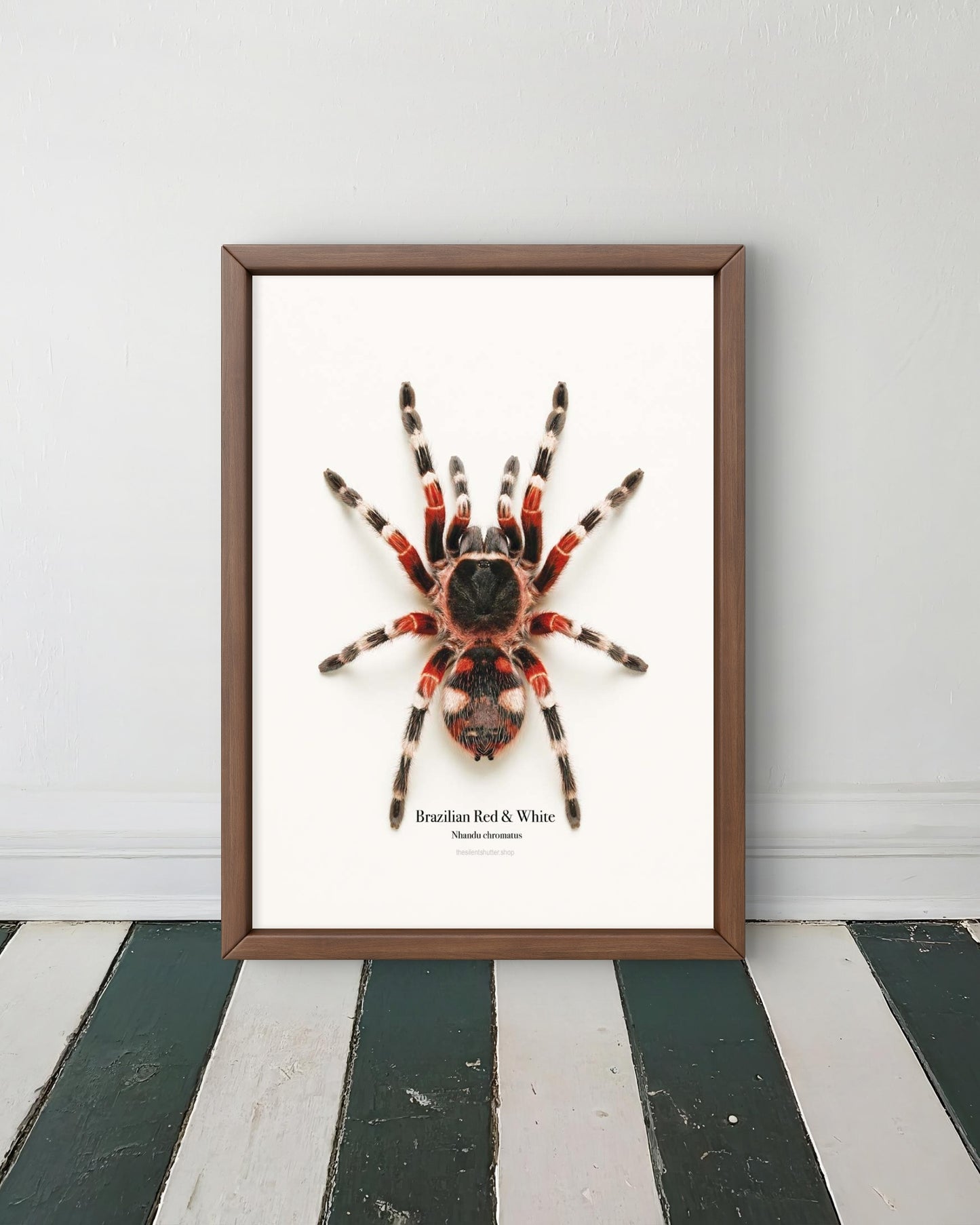 Brazilian Red & White Nhandu chromatus