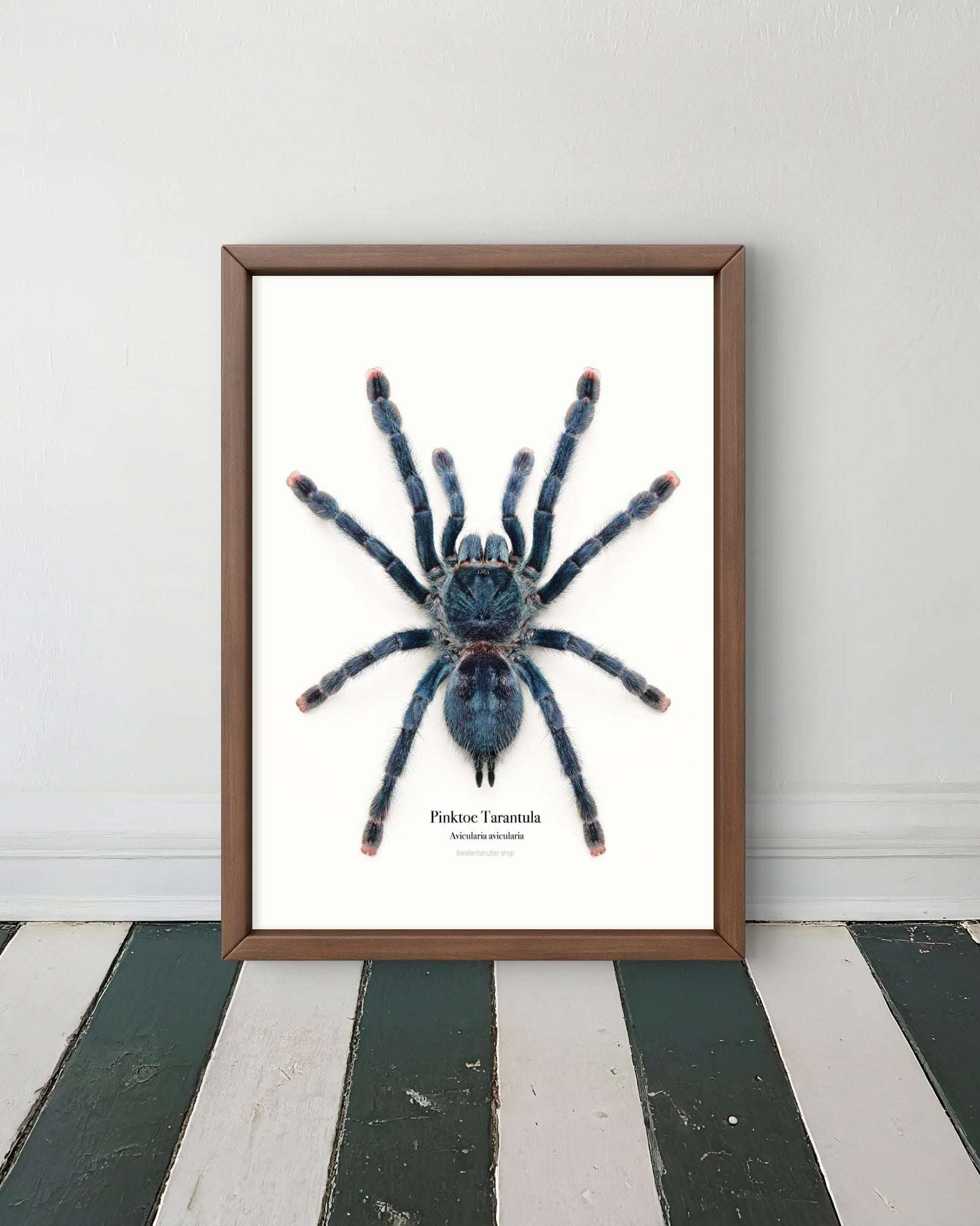 Amazon Sapphire Pseudhapalopus sp