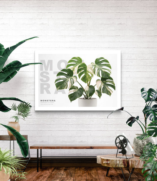 Monstera Japanese Tricolor