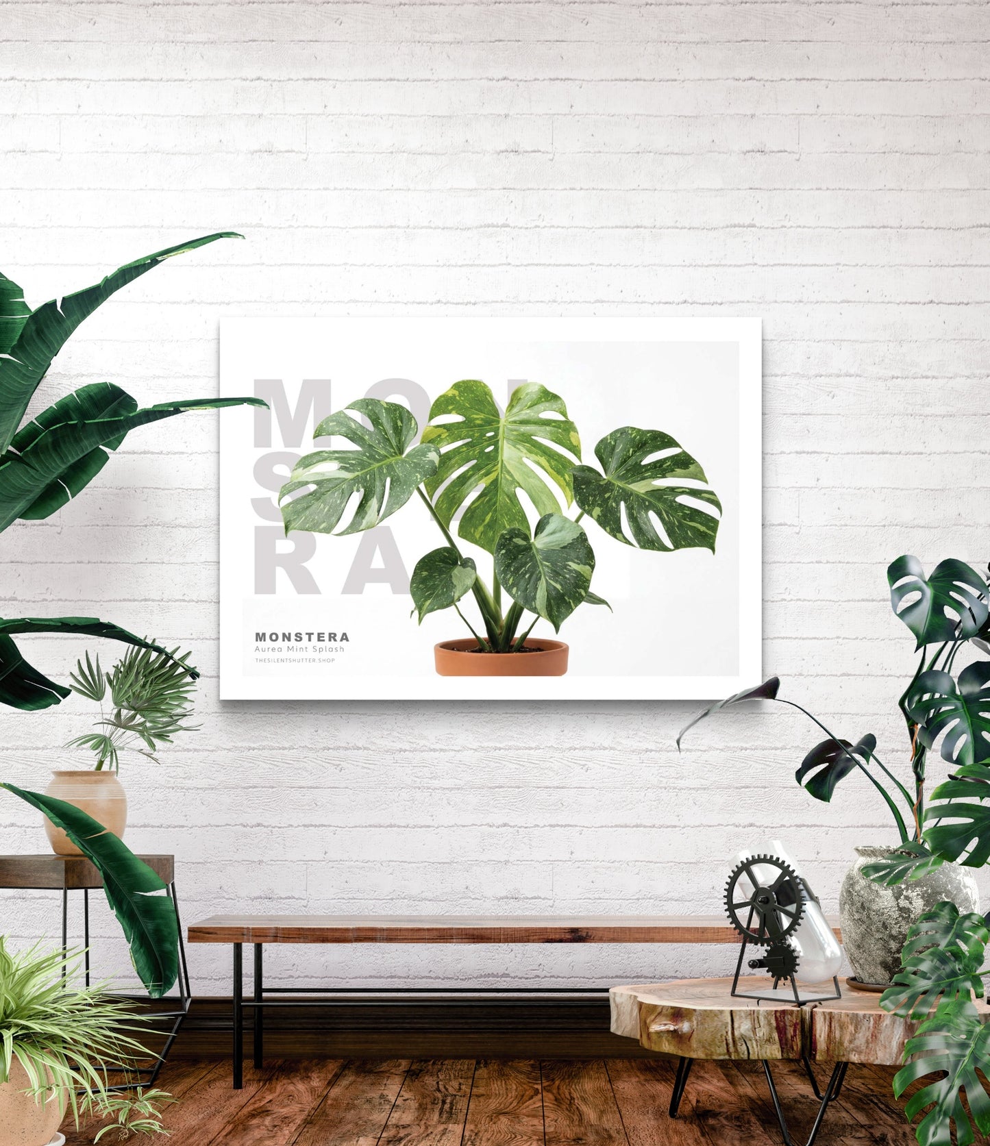 Monstera deliciosa Aurea Mint Splash