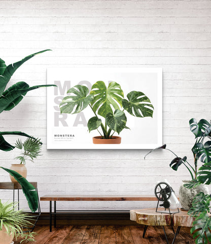 Monstera deliciosa Aurea Mint Splash