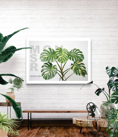 Monstera Aurea Variegata