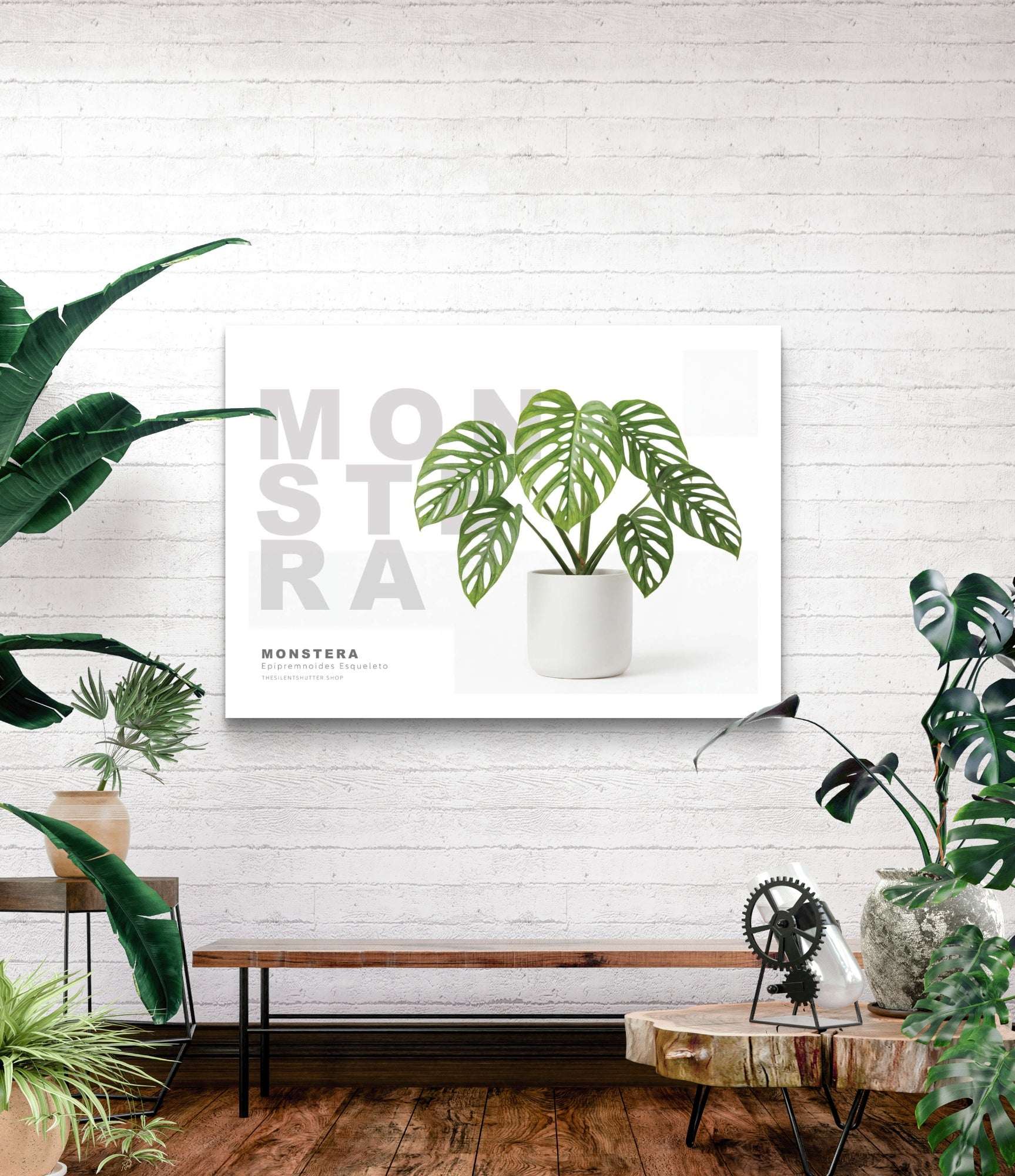 Monstera Epipremnoides Esqueleto