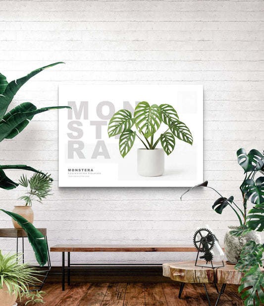 Monstera Epipremnoides Esqueleto