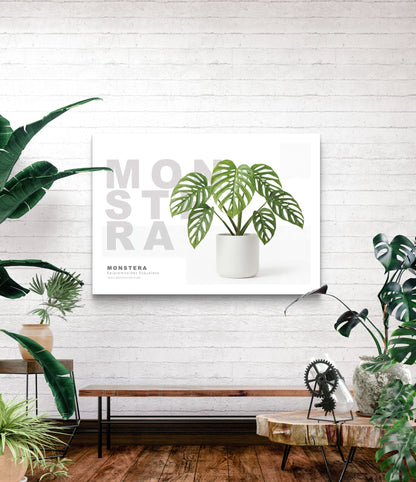 Monstera Epipremnoides Esqueleto