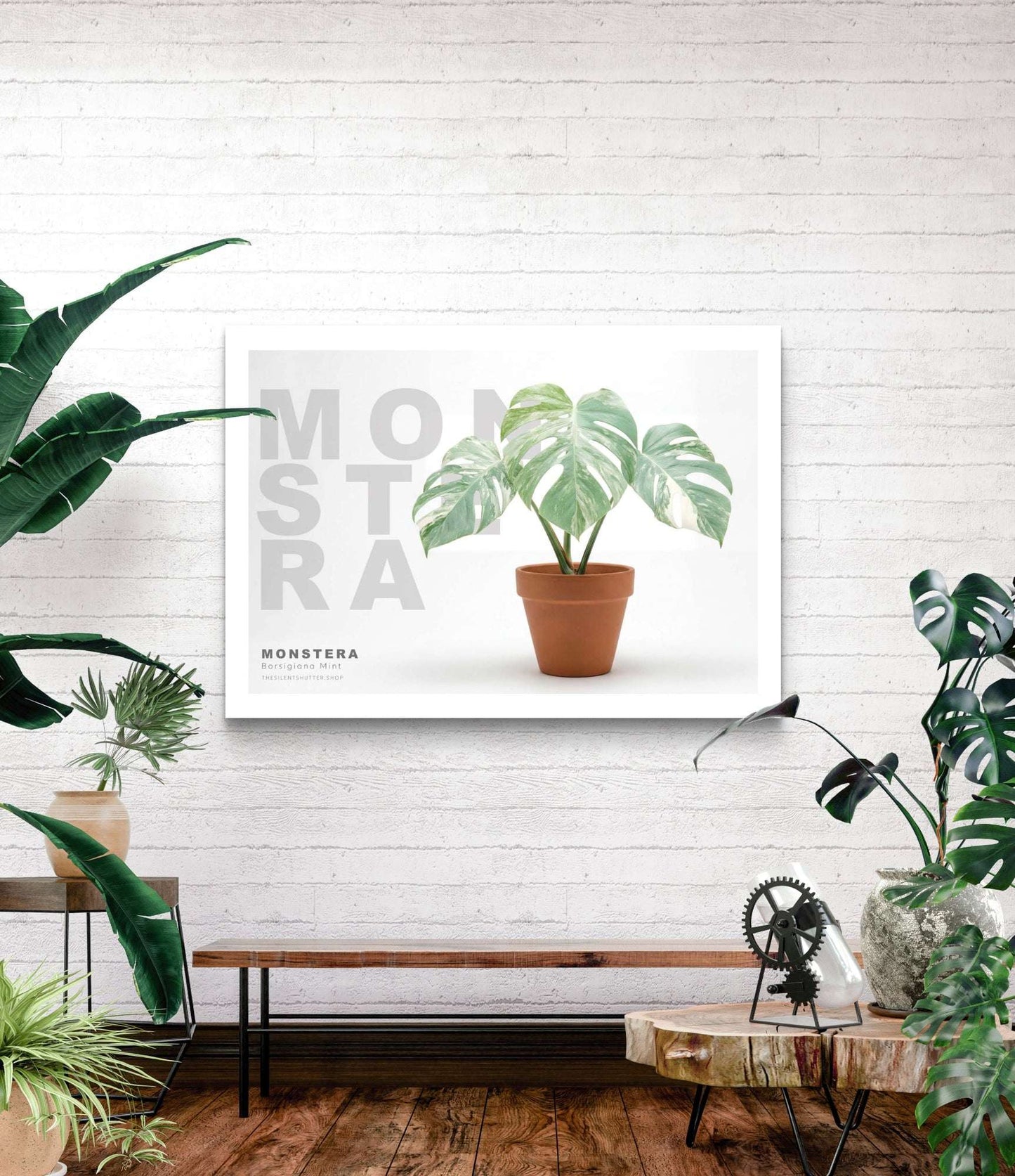 Monstera Borsigiana Mint Variegata