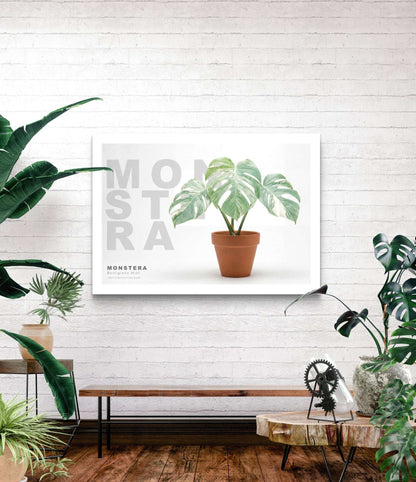 Monstera Borsigiana Mint Variegata