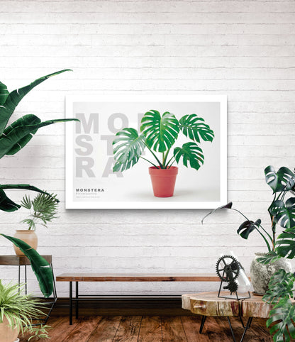 Monstera pinnatipartita