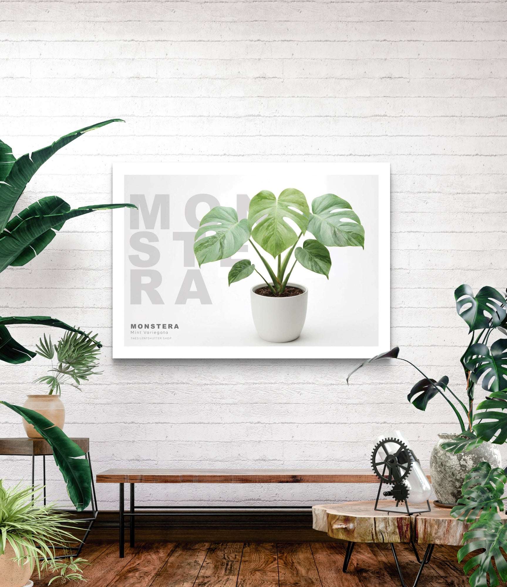 Monstera Mint Variegata