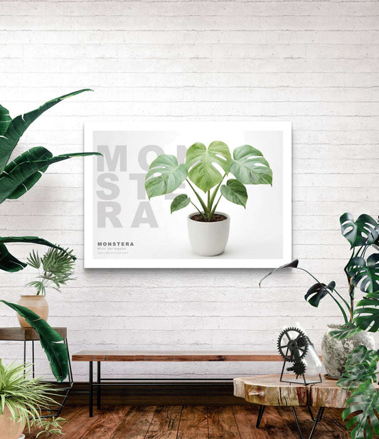 Monstera Mint Variegata