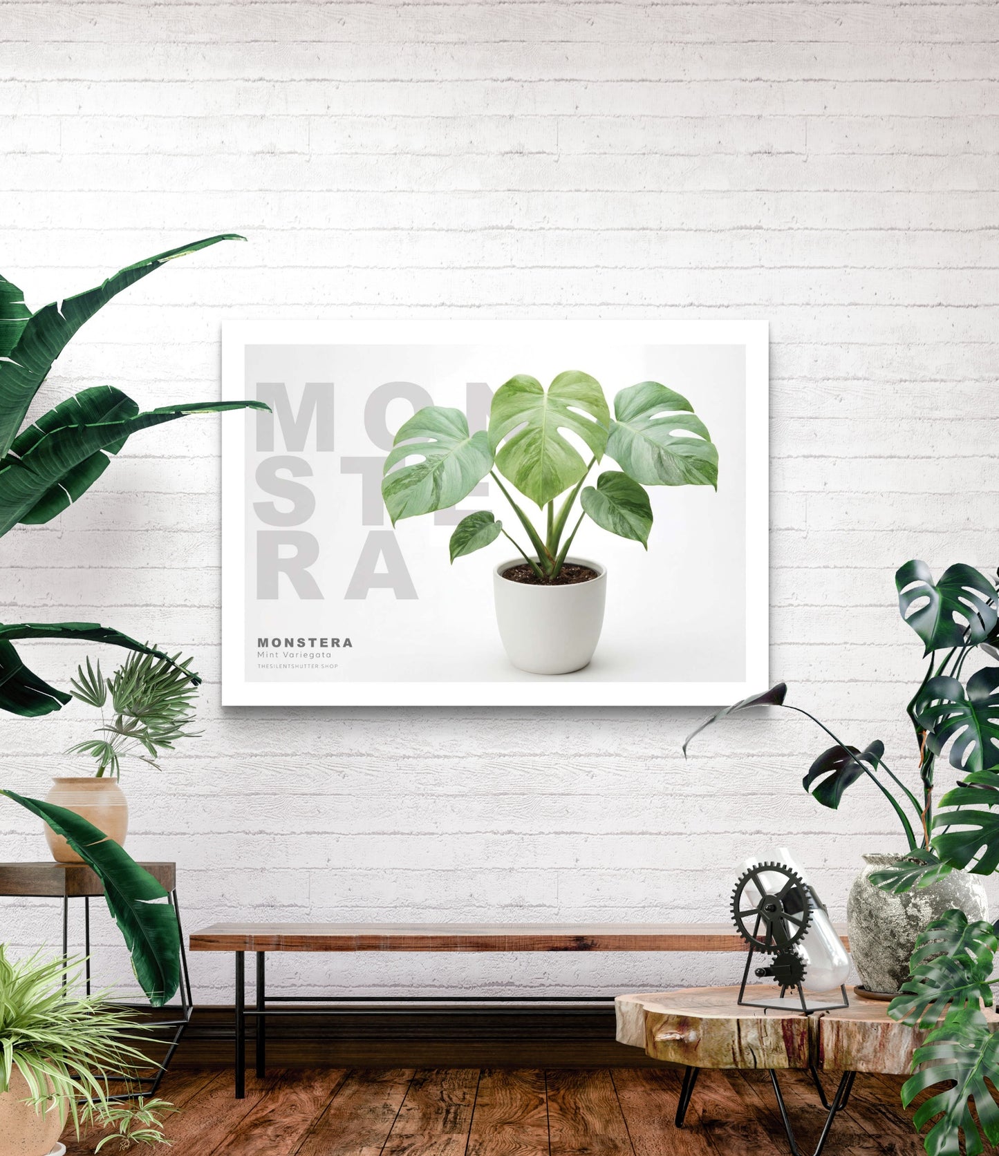 Monstera Mint Variegata