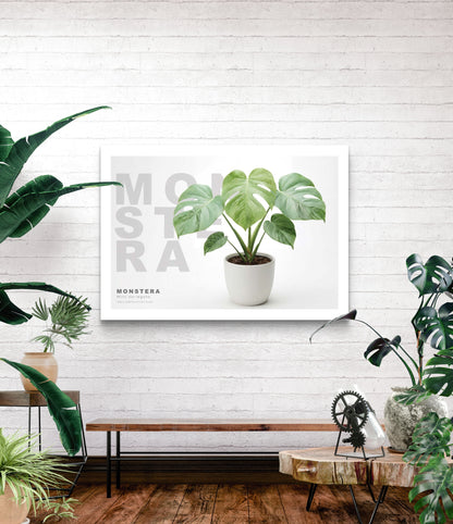 Monstera Mint Variegata