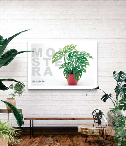 Monstera lechleriana